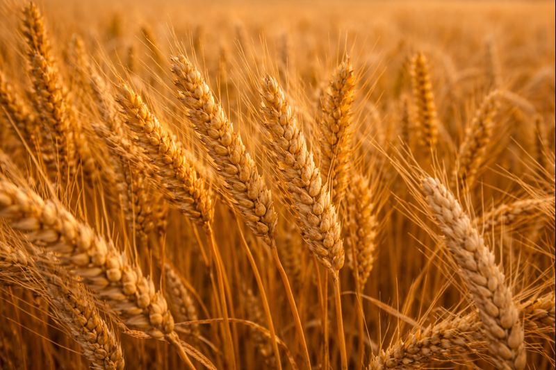 Lush green rice paddy field
